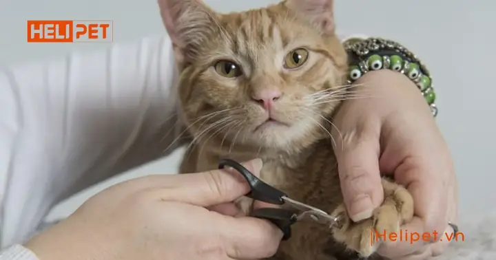 Sự Tiện Lợi Của Kềm Cắt Móng Cho Chó Mèo Sự Tiện Lợi Của Kềm Cắt Móng Cho Chó Mèo