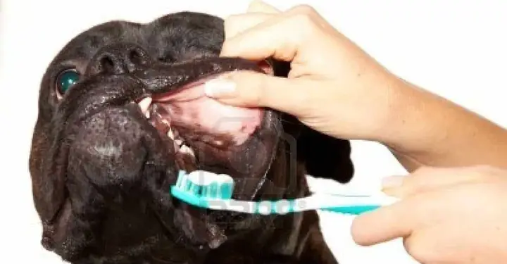 Lưu Ý Thời Điểm Đánh Răng Cho Chó