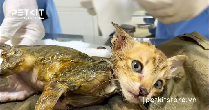 Hành Động Tuyệt Đối Không Làm Khi Mèo Bị Dính Keo Dán Chuột