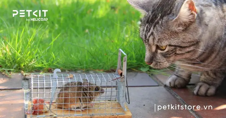 Cách Phòng Ngừa Mèo Bị Dính Keo Dán Chuột