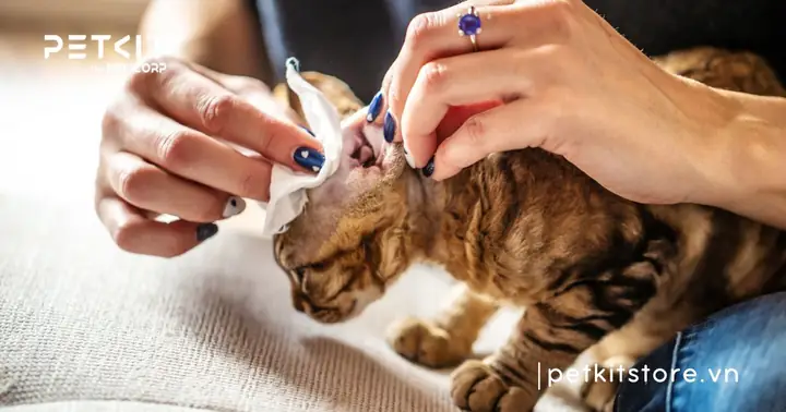 Hành Động Tuyệt Đối Không Làm Khi Mèo Bị Dính Keo Dán Chuột