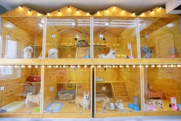 Khách Sạn Chó Mèo Tphcm Kimi Pet