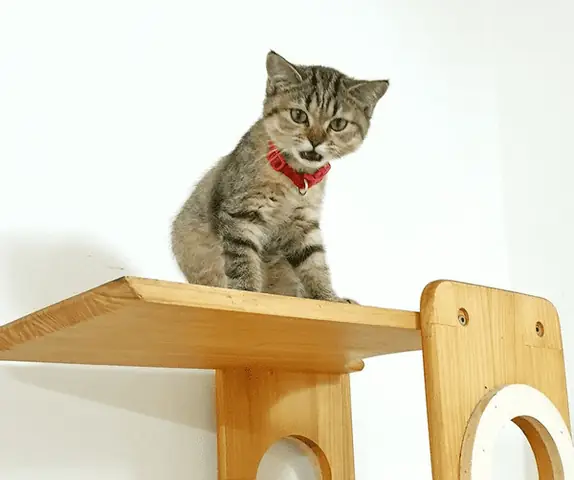 Khách Sạn Cho Chó Mèo Ở Tphcm Rainy Cat