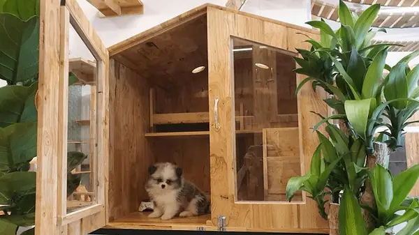 Khách Sạn Chó Mèo Tphcm Dogily Pet Hotel