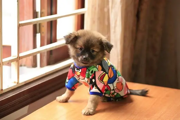 Điều Không Nên Làm Khi Dùng Dịch Vụ Của Khách Sạn Cho Thú Cưng? Điều Không Nên Làm Khi Dùng Dịch Vụ Của Khách Sạn Cho Thú Cưng?