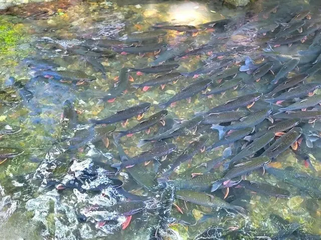 Chiêm Ngưỡng Đàn Cá Hàng Ngàn Con Trên Dòng Suối Ngọc