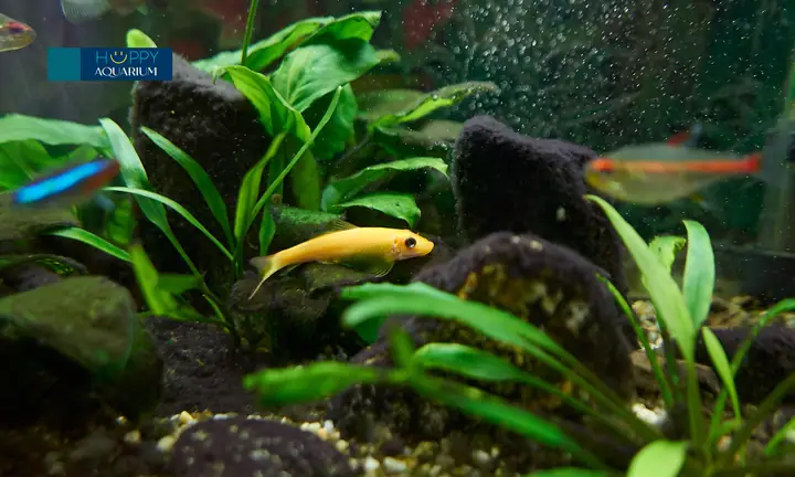 Thuốc Kháng Sinh Cho Cá Cảnh Hoạt Động Như Thế Nào?