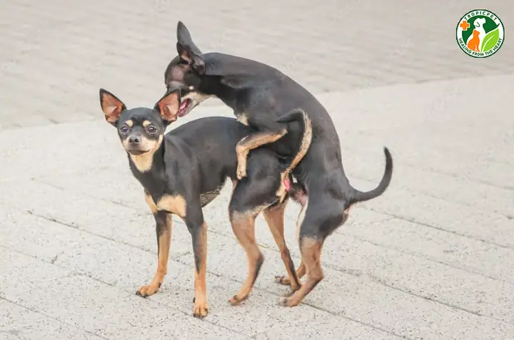 Khi Nào Cho Chó Đi Phối Giống: Hướng Dẫn Khoa Học Toàn Diện Cho Người Nuôi Khi Nào Cho Chó Đi Phối Giống: Hướng Dẫn Khoa Học Toàn Diện Cho Người Nuôi
