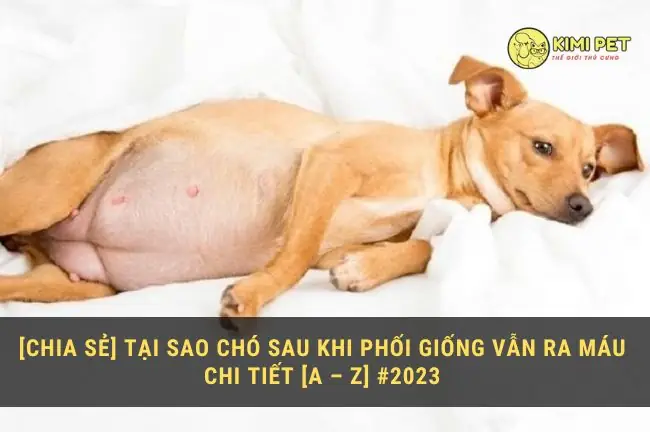 Khi Nào Cho Chó Đi Phối Giống: Hướng Dẫn Khoa Học Toàn Diện Cho Người Nuôi Khi Nào Cho Chó Đi Phối Giống: Hướng Dẫn Khoa Học Toàn Diện Cho Người Nuôi