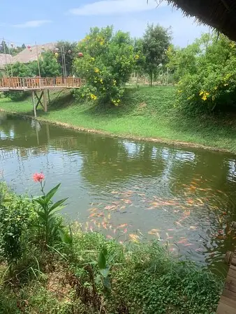 Khu Sinh Thái Cá Koi: Hành Trình Từ Nghệ Thuật Trang Trí Đến Giáo Dục Bảo Tồn