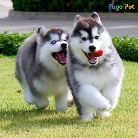 Ưu Điểm Của Thuốc Cloprostenol Vemedim