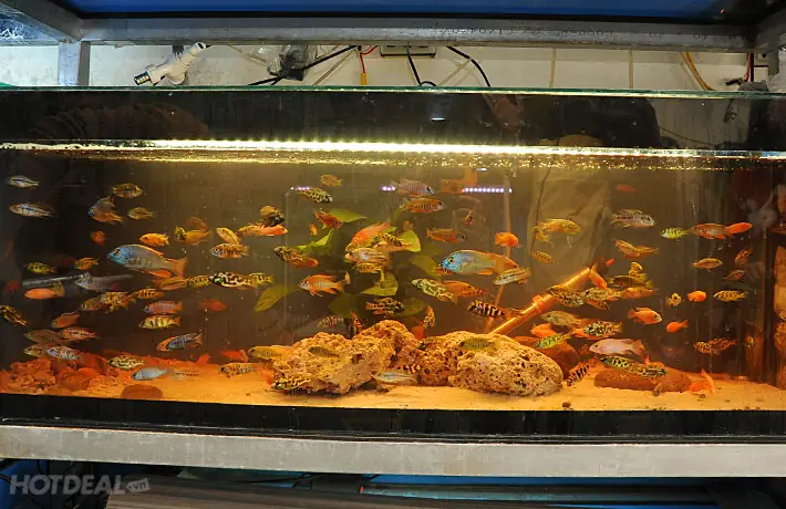 Thông Tin Chi Tiết