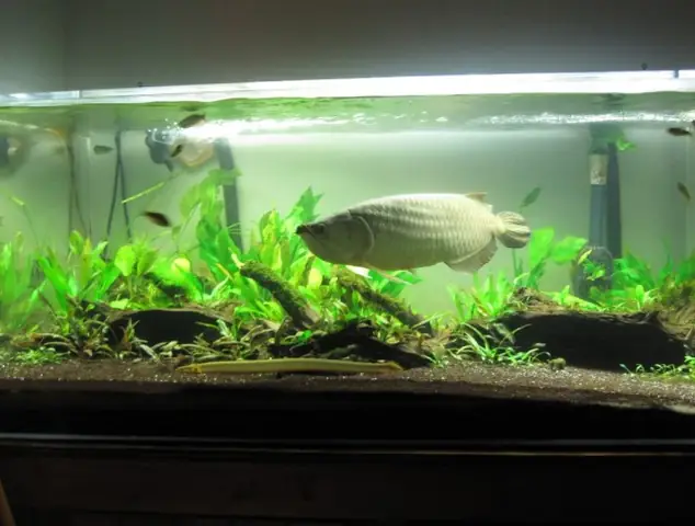 Ví Dụ Về Kích Thướcbể Cá Rồnghợp Phong Thủy Trong Thực Tế