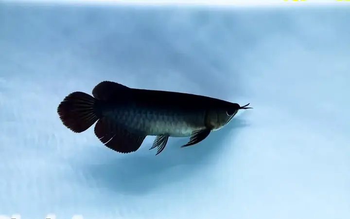 Rồng Đen ( Cá Rồng Hắc Long )