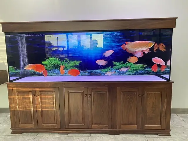 Lưu Ý Khi Đo Kích Thước Bể Cá Rồng Theo Phong Thủy