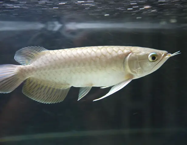 Rồng Xanh ( Rồng Thanh Long )