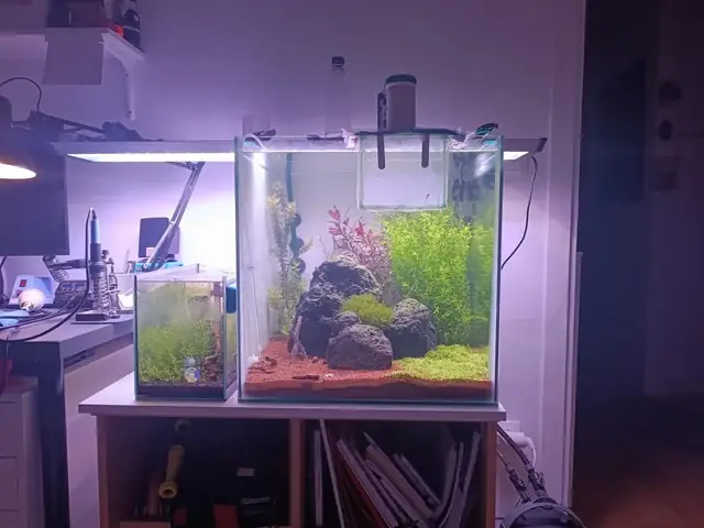 Hướng Dẫn Lựa Chọn Kích Thước Hồ Nuôi Cá Bảy Màu Phù Hợp