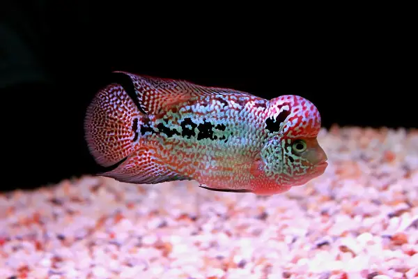 Kích Thước Hồ Nuôi Cá La Hán Chuẩn Nhất - Aquatech