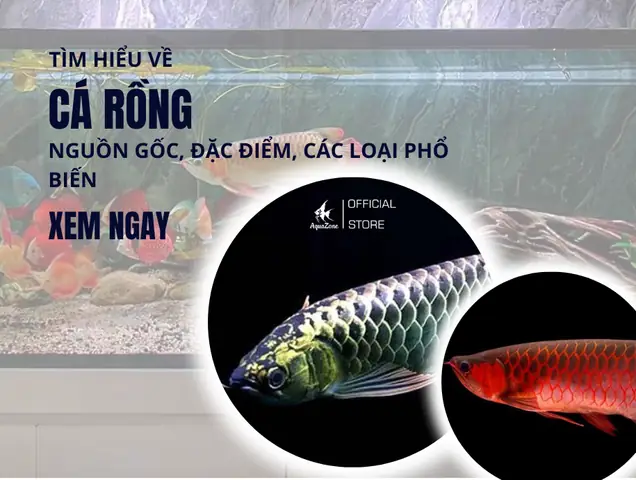 Cá Rồng - Nguồn Gốc, Đặc Điểm , Các Loại Phổ Biến Hiện Nay ...