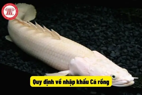 Kiểm Tra Mã Cá Rồng: Hướng Dẫn Chi Tiết Từ Chuyên Gia