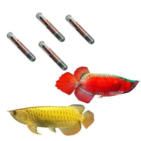 Kiểm Tra Mã Cá Rồng: Hướng Dẫn Chi Tiết Từ Chuyên Gia