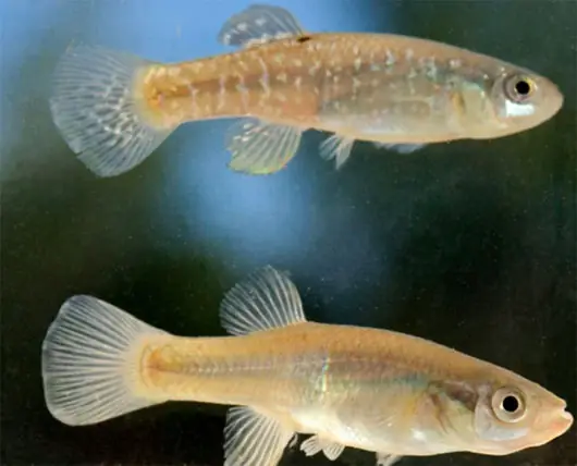 Killifish Là Cá Gì? Nguồn Gốc, Đặc Điểm Và Cách Nuôi Chi Tiết