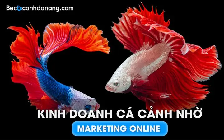 Kinh Doanh Cá Betta: Từ A-z Hướng Dẫn Chi Tiết Cho Người Mới Bắt Đầu