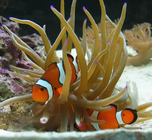 Kế Hoạch Kinh Doanh Cá Cảnh Online