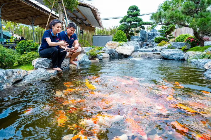 Kinh Doanh Cá Koi Nhiều Tiềm Năng - Ảnh 1.