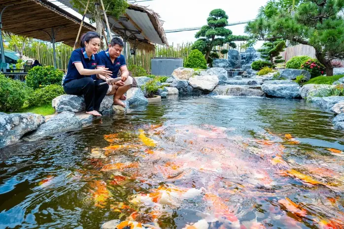 Kinh Doanh Cá Koi Nhiều Tiềm Năng - Ảnh 1.