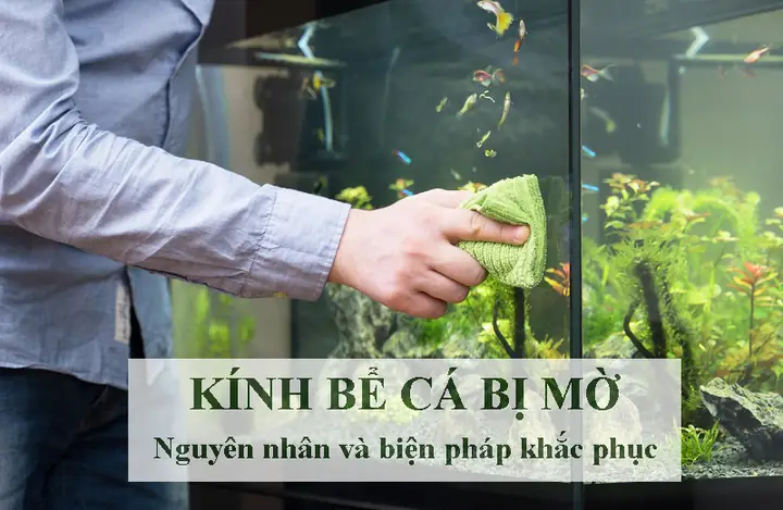 Nguyên Nhân Và Cách Khắc Phục Kính Hồ Cá Bị Mờ Hiệu Quả
