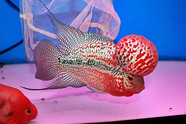 Kính Kè Cá La Hán