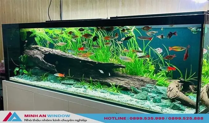 Báo Giá Kính 8mm Làm Bể Cá Cao Cấp Giá Tốt