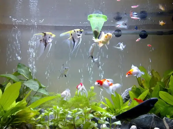 Chọn Bể Cá Hợp Lý