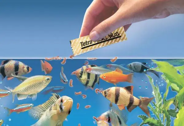 Thời Gian Cho Cá Ăn