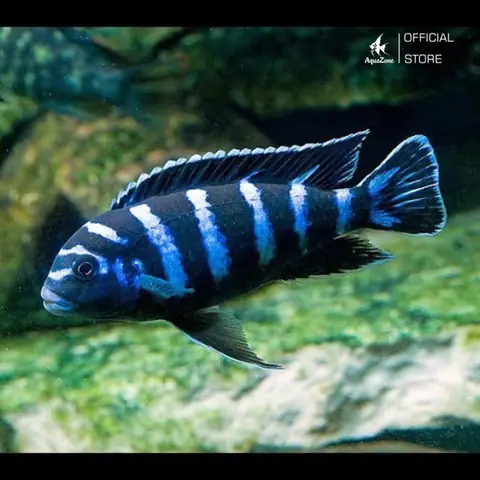 Hình Dáng Của Cá Ali