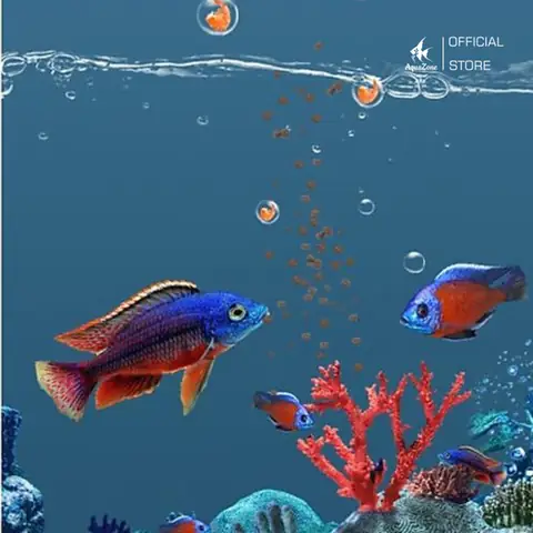 Chọn Bể Cá Phù Hợp