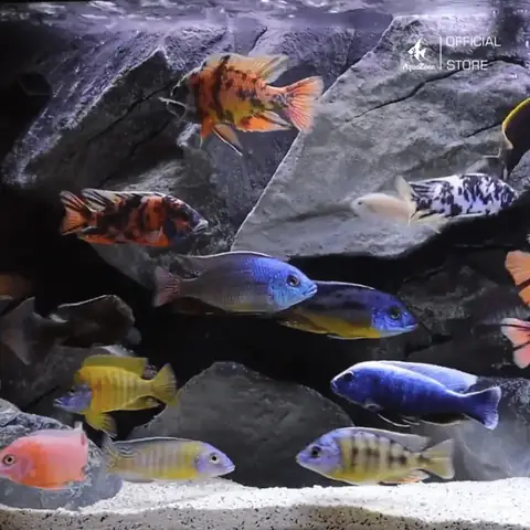 Cá Ali Vô Cùng Dễ Nuôi Và Chăm Sóc