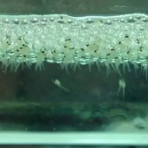 Chuẩn Bị Kỹ Lưỡng: Nền Tảng Cho Đàn Cá Betta Bột Khỏe Mạnh