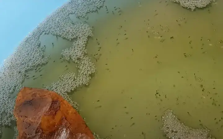 Chế Độ Dinh Dưỡng: Bí Quyết Giúp Cá Betta Bột Lớn Nhanh