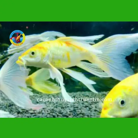 Cá Chép Nhật - Cách Nuôi Và Chăm Sóc Cá Chép Nhật - Cách Nuôi Và Chăm Sóc