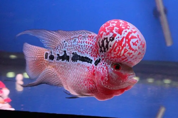 Cách Nuôi Cá La Hán Đúng Kĩ Thuật, Giúp Cá Nhanh Lên Đầu, Lên Màu ... Cách Nuôi Cá La Hán Đúng Kĩ Thuật, Giúp Cá Nhanh Lên Đầu, Lên Màu ...