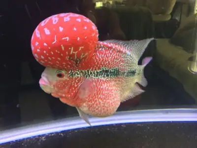 Kỹ Thuật Nuôi Cá La Hán Nâng Cao Cho Người Mới - Vi Sinh Cá ... Kỹ Thuật Nuôi Cá La Hán Nâng Cao Cho Người Mới - Vi Sinh Cá ...