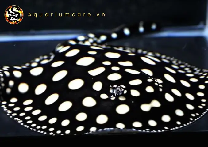 Kinh Nghiệm Nuôi Cá Sam