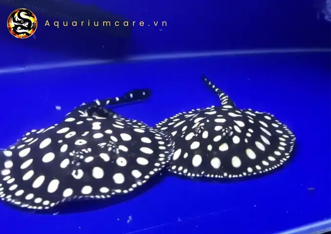 Kinh Nghiệm Nuôi Cá Sam