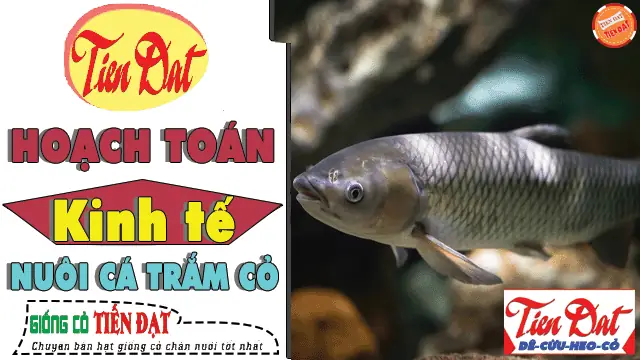 Kinh Nghiệm Nuôi Cá Trâm: Hướng Dẫn Toàn Diện Từ Chuyên Gia