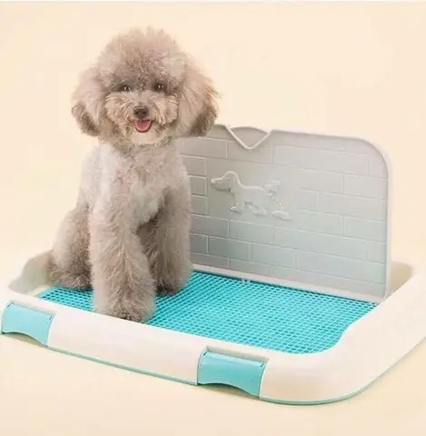 1. Cách Dạy Chó Poodle Đi Vệ Sinh