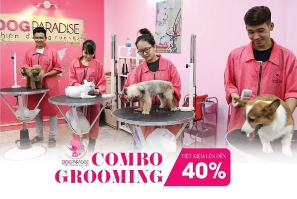 Nhận Biết Các Biểu Hiện Bất Thường Về Sức Khỏe Và Đưa Đi Thú Y Kịp Thời