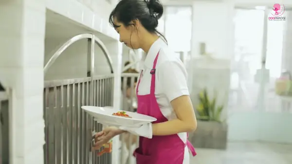 Chế Độ Dinh Dưỡng Của Poodle Tiny