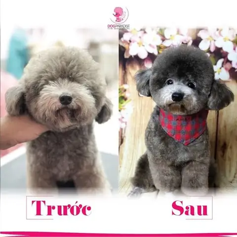 Nhận Biết Các Biểu Hiện Bất Thường Về Sức Khỏe Và Đưa Đi Thú Y Kịp Thời